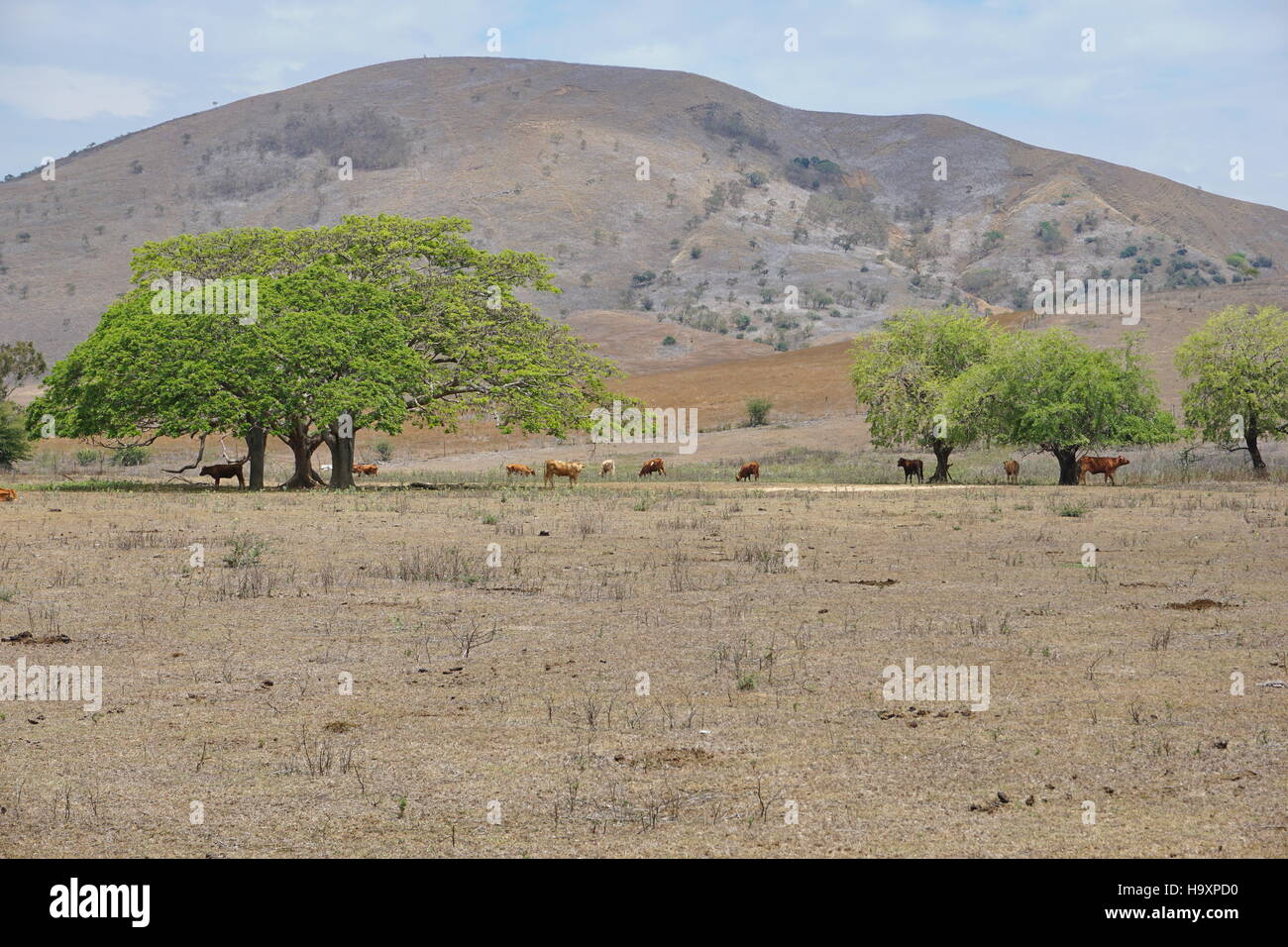 Terre asciutte con alcune mucche e alberi, Boulouparis, Nuova Caledonia, Sud Pacifico Foto Stock