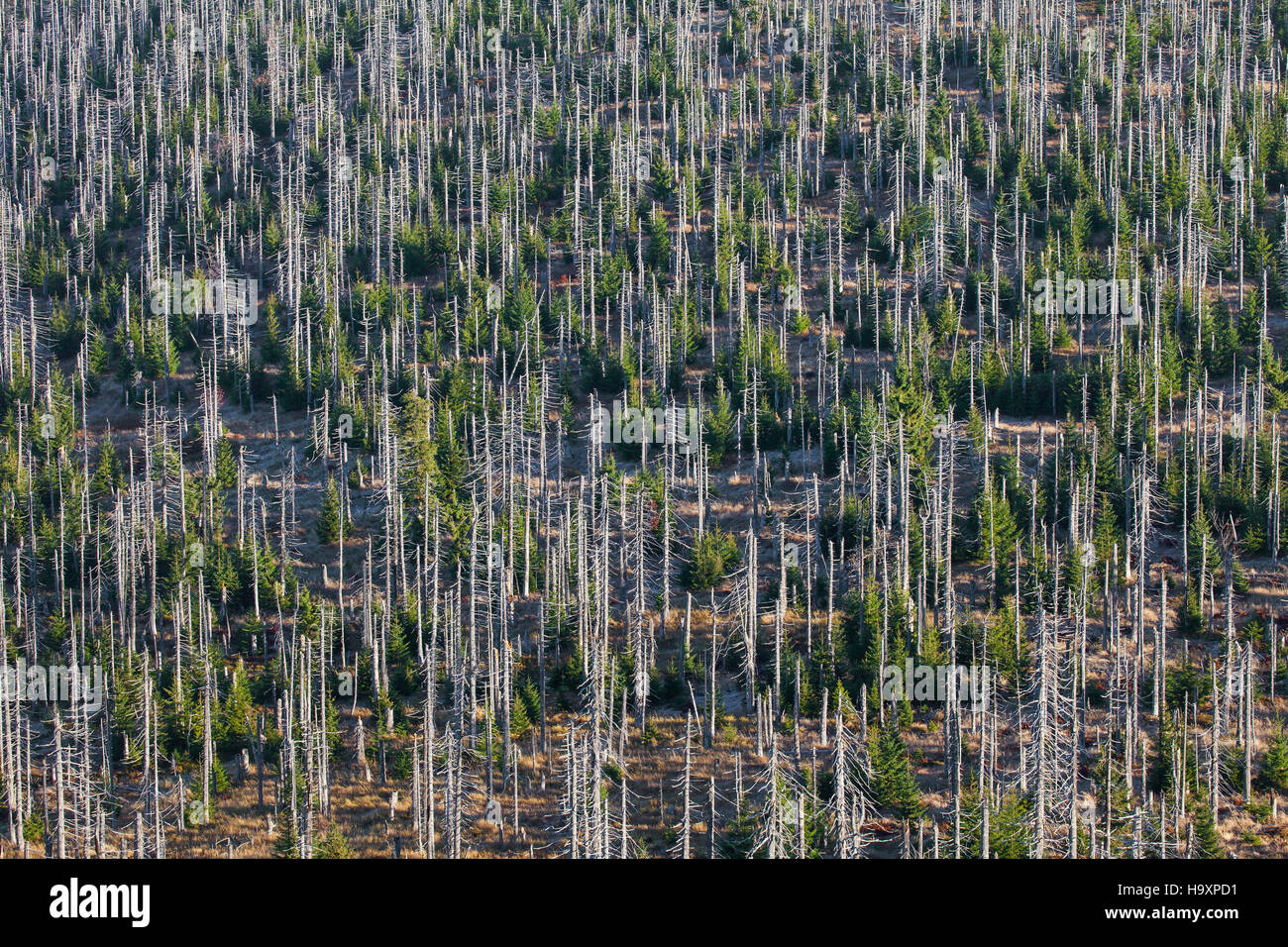 Rotture di morti di abeti afflitti da abete europeo bostrico (Ips typographus L.) infestazione a Lusen, Parco Nazionale della Foresta Bavarese, Bavaria Foto Stock