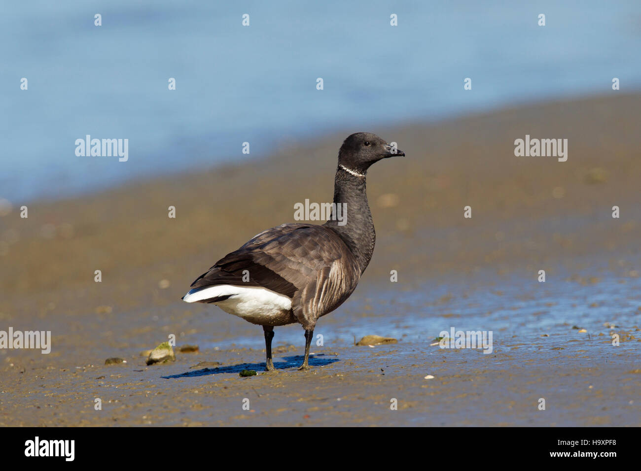 Brant goose / brent goose (Branta bernicla) foraggio sulla piana di fango Foto Stock
