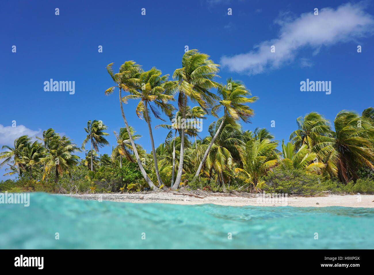 Spiaggia tropicale con palme di cocco, visto dalla superficie dell'acqua, atollo di Tikehau, Tuamotu Polinesia Francese oceano pacifico Foto Stock