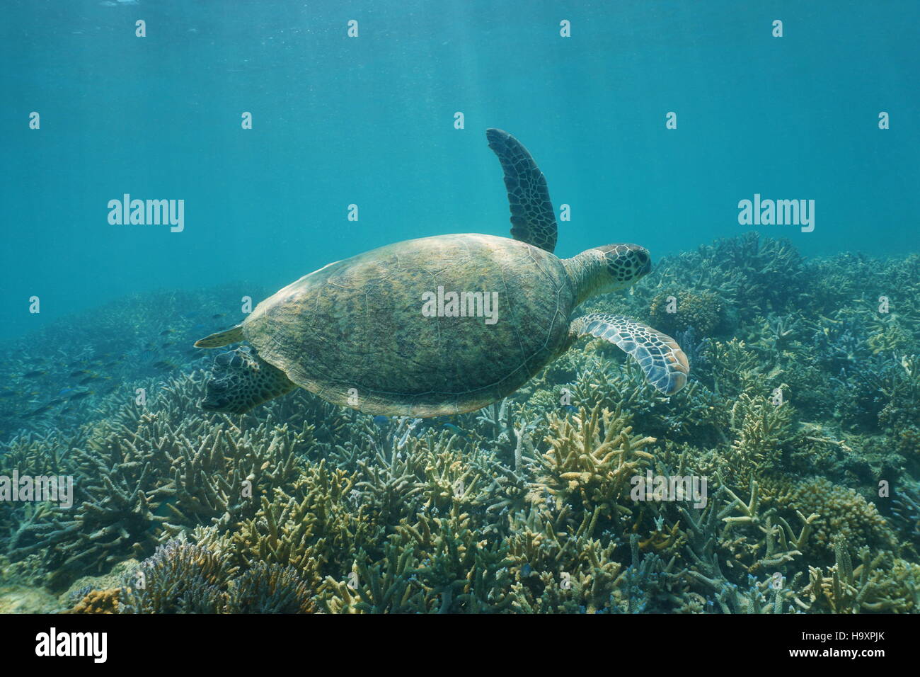 Underwater tartaruga verde, Chelonia Mydas, nuoto su una scogliera di corallo, Nuova Caledonia, oceano pacifico del sud Foto Stock