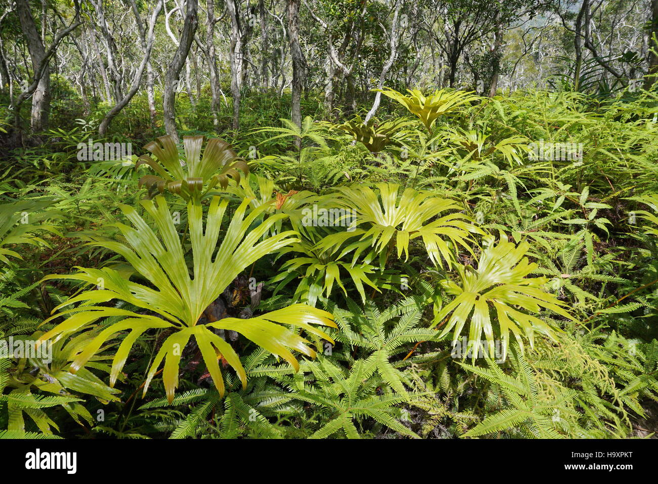 Vegetazione in una foresta secca a sud dell'isola di Nuova Caledonia, Sud Pacifico Foto Stock