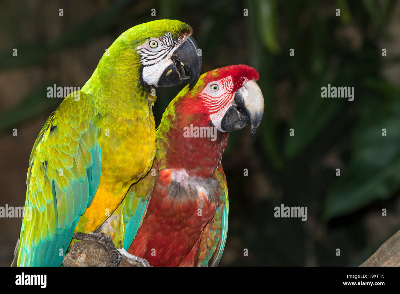 La coppia di scarlet macaw Foto Stock