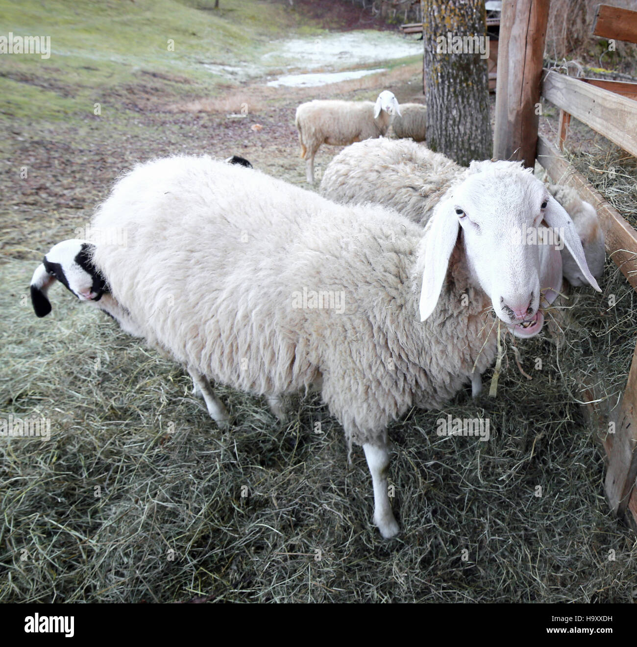Grande Madre pecora e il suo lamb nascondersi dietro Foto Stock