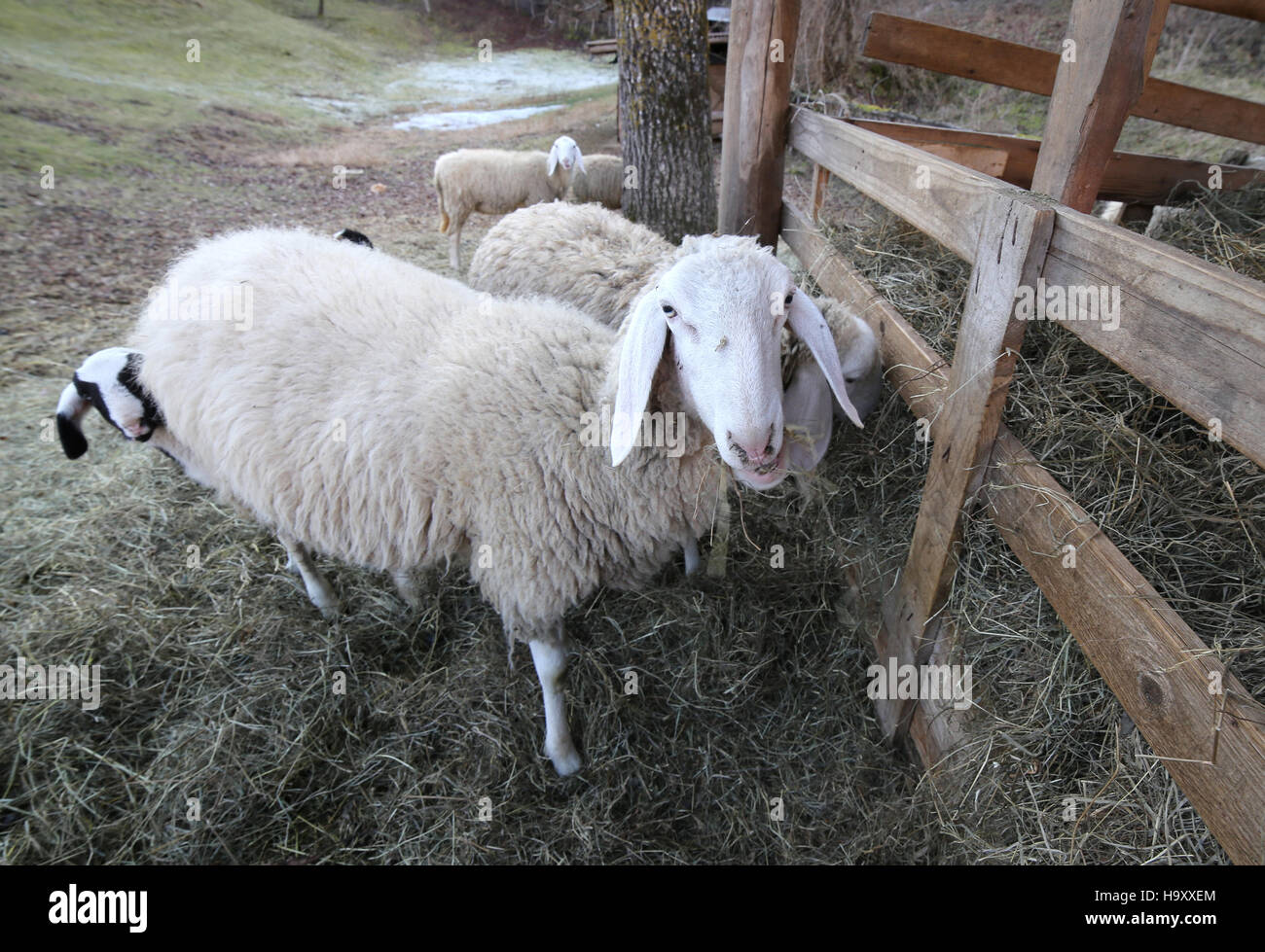 Grande Madre pecora e il suo lamb nascondersi dietro in una mangiatoia Foto Stock