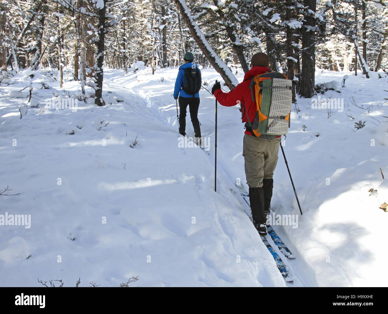 Questa immagine cattura gli sciatori che navigano sullo Snow Pass nel parco nazionale di Yellowstone, mostrando le attività ricreative invernali del parco. Lo Snow Pass offre una posizione molto apprezzata per lo sci, offrendo ai visitatori la possibilità di scoprire la bellezza invernale di Yellowstone. Foto Stock
