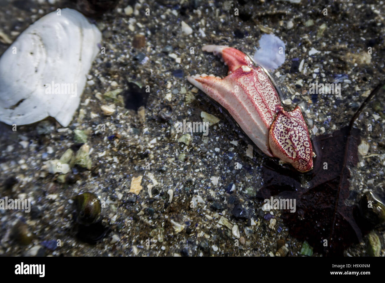 Bar Harbor e Bar Island in inverno mostrano un paesaggio sereno dove i visitatori possono esplorare le bellezze naturali e la fauna selvatica. La stagione invernale offre prospettive uniche sugli ecosistemi della regione ed è una destinazione popolare per le attività all'aperto. Foto Stock