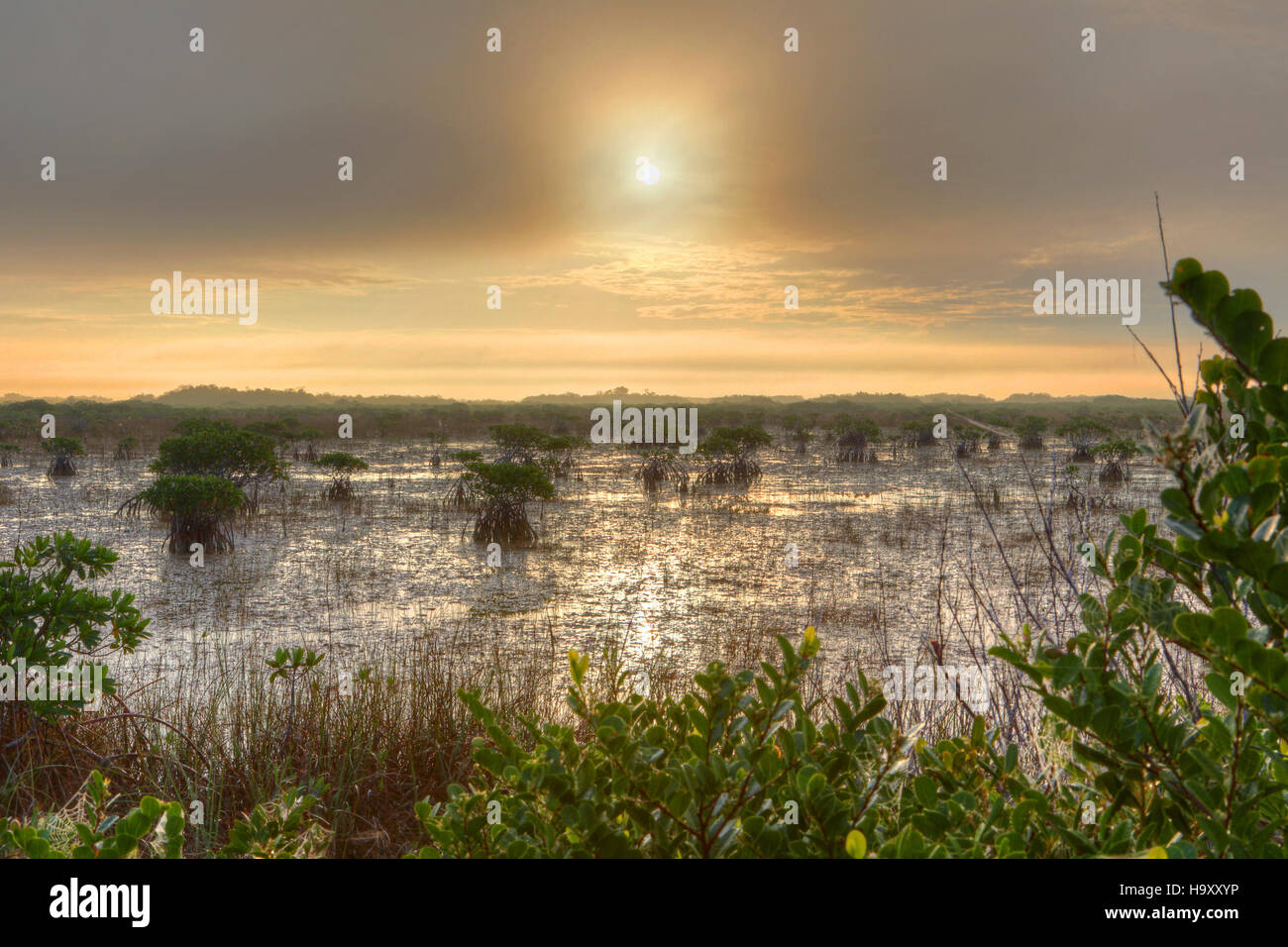 Questa foto mostra le mangrovie all'interno delle Everglades, una caratteristica chiave del "fiume d'erba". L'ecosistema delle mangrovie svolge un ruolo essenziale nella filtrazione dell'acqua e fornisce habitat vitali per diverse specie. Presa da G. Gardner per il National Park Service. Foto Stock