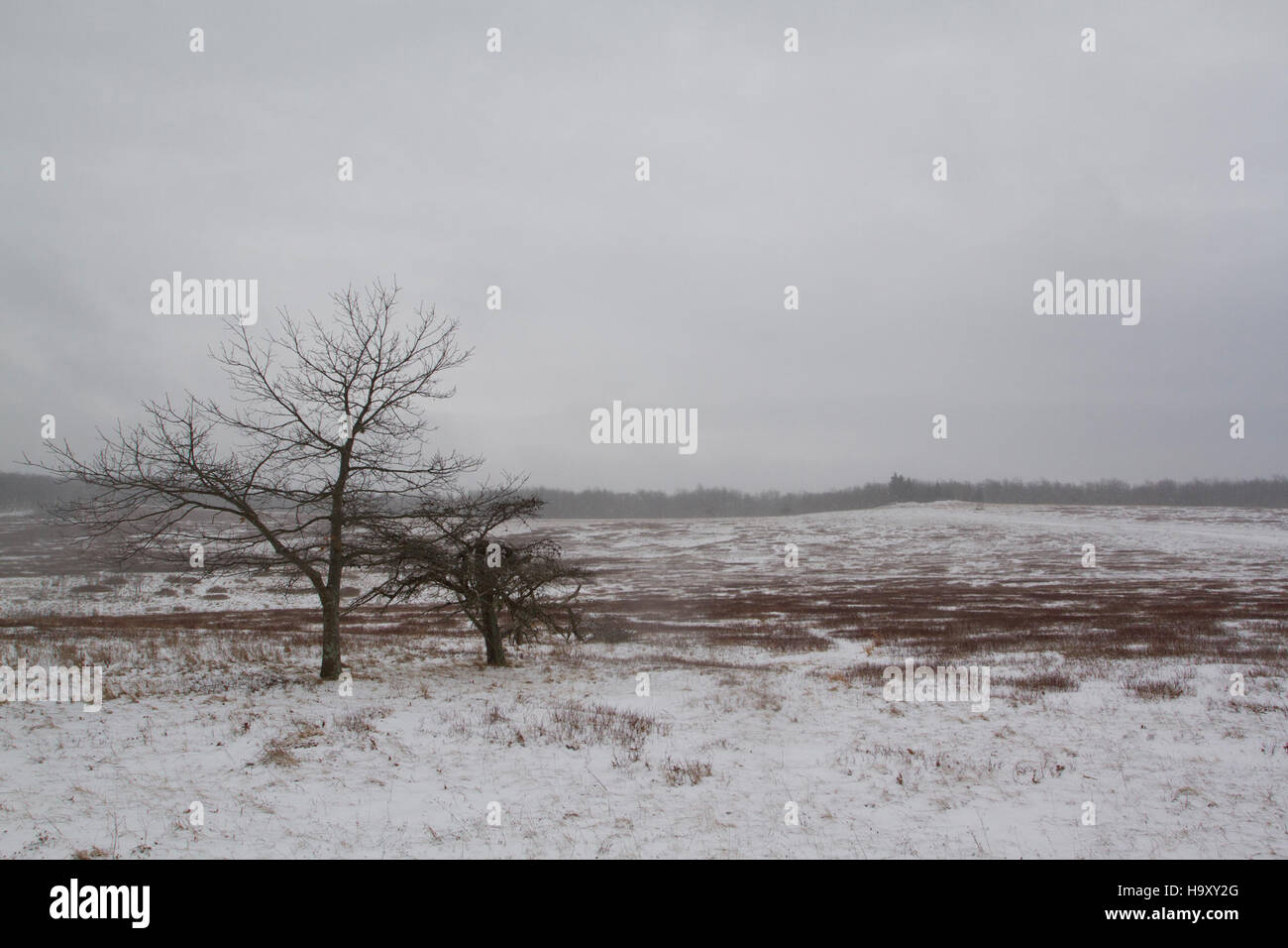Big Meadows, situato nello Shenandoah National Park, è una destinazione popolare per i visitatori invernali. Il paesaggio innevato crea un tranquillo paese delle meraviglie invernali, offrendo opportunità per passeggiate con le racchette da neve, escursioni invernali e fotografie in un ambiente naturale tranquillo. Foto Stock