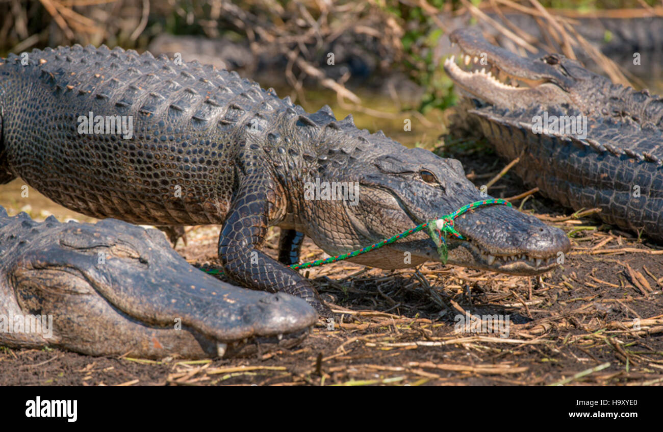 Un'immagine che mostra un alligatore catturato in una corda, evidenziando l'impatto dell'attività umana sulla fauna selvatica nel Parco Nazionale delle Everglades. La fotografia richiama l'attenzione sulla necessità costante di conservazione e protezione della fauna selvatica. Foto Stock