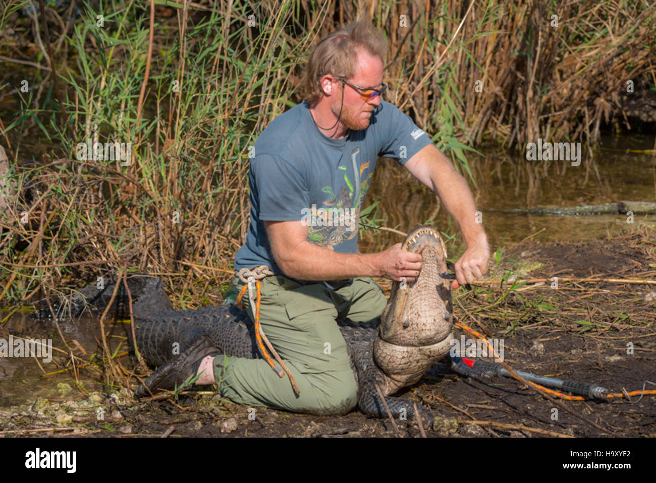 Un tecnico della fauna selvatica rimuove in sicurezza una corda catturata intorno a un alligatore nel Parco Nazionale delle Everglades, mostrando sforzi di conservazione per proteggere la fauna selvatica e gestire l'impatto umano sugli ecosistemi naturali. Foto Stock
