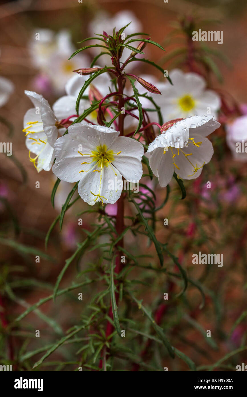 8709260288 archesnps Pale Evening-primrose (Oenothera pallida) Foto Stock