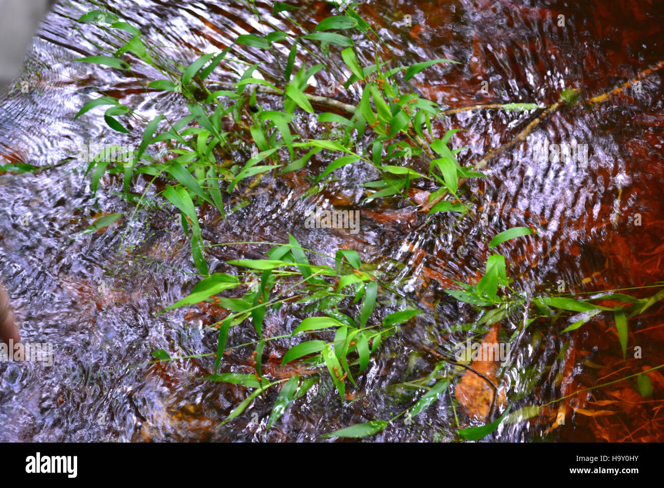 L'alluvione del 2013 al Congaree National Park, nella Carolina del Sud, ha colpito drammaticamente l'ecosistema del parco. L'evento è stato studiato da scienziati del parco per comprendere le dinamiche delle pianure alluvionali e il suo impatto sulla fauna selvatica locale e sulla flora del parco. Foto Stock