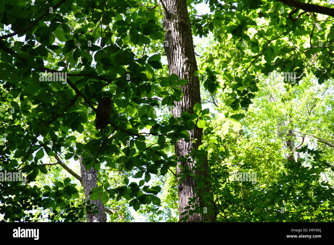 L'alluvione del maggio 2013 nel Parco Nazionale di Congaree ha colpito l'ecosistema delle pianure alluvionali del parco. L'evento ha mostrato la relazione dinamica tra i sistemi idrici e la biodiversità del parco, con un impatto significativo sia sulle specie vegetali che animali nella pianura alluvionale. Foto Stock