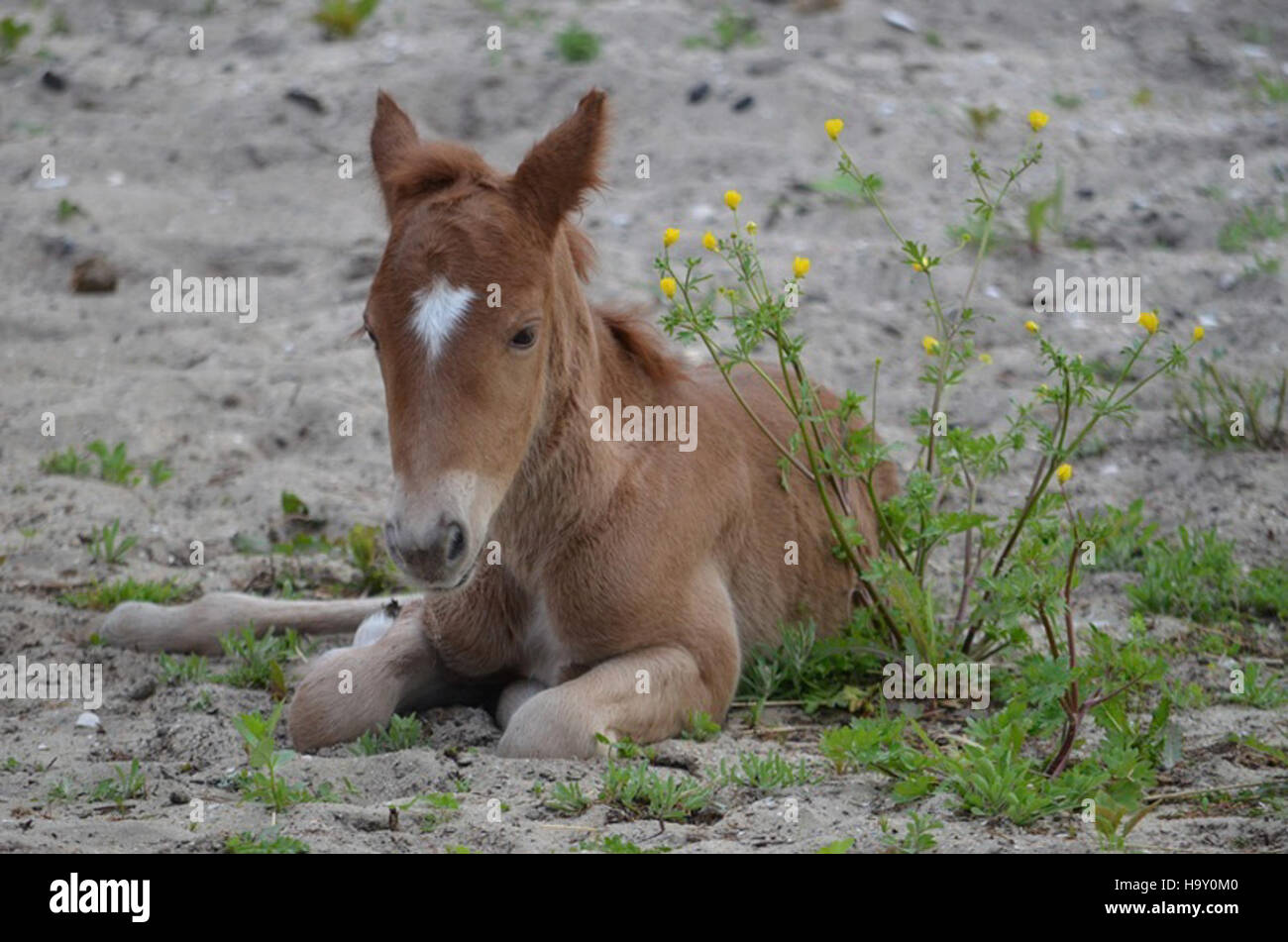 Cape Hatteras National Seashore ha ospitato un evento "Captain's First Day", dando il benvenuto al nuovo gestore del parco e presentando ai visitatori gli sforzi di conservazione del parco. L'evento ha sottolineato l'importanza di proteggere le risorse naturali costiere e di coinvolgere il pubblico. Foto Stock