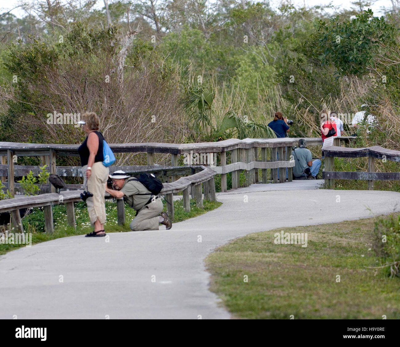 L'Ahinga Trail nel Parco Nazionale delle Everglades è noto per la sua ricca fauna selvatica e l'ecosistema delle paludi unico. Questo sentiero consente ai visitatori di osservare varie specie di uccelli, tra cui l'anhinga, e altri animali selvatici come alligatori e pesci. Il sentiero offre una vista ravvicinata degli habitat di acqua dolce del parco ed è un luogo popolare per la fotografia e il birdwatching. Foto Stock