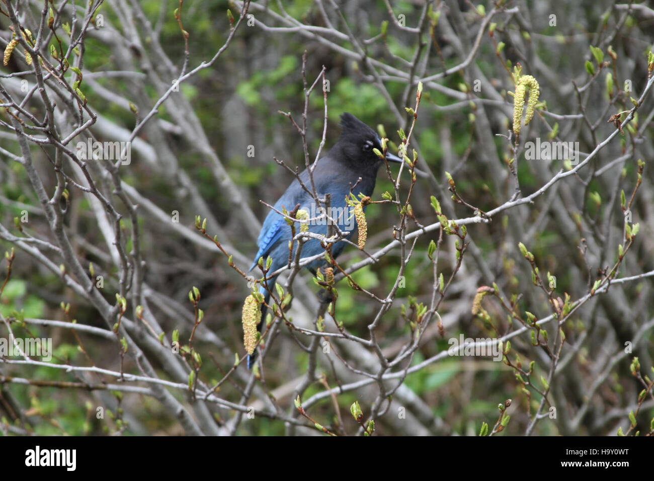 A Steller's Jay, una colorata specie di uccelli originaria del Nord America, fotografata nel Glacier National Park. Conosciuta per il suo sorprendente piumaggio blu e nero, è spesso macchiata nelle aree boschive. Foto Stock