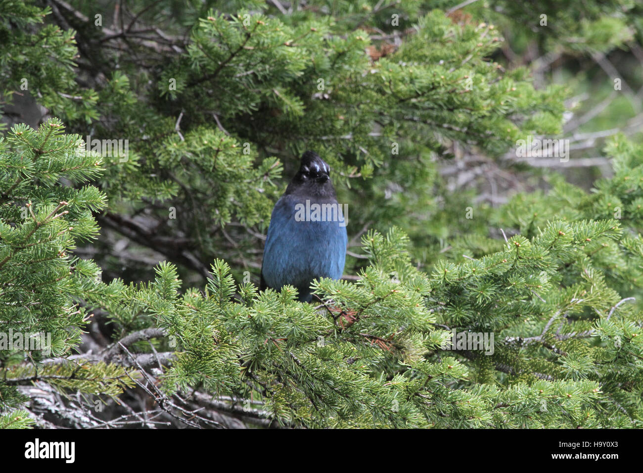 A Steller's Jay (Cyanocitta stelleri) catturato nel Glacier National Park. Noti per le loro impressionanti piume blu e le creste nere, questi uccelli sono comuni nelle foreste di conifere e nelle regioni montuose del Nord America. Foto Stock