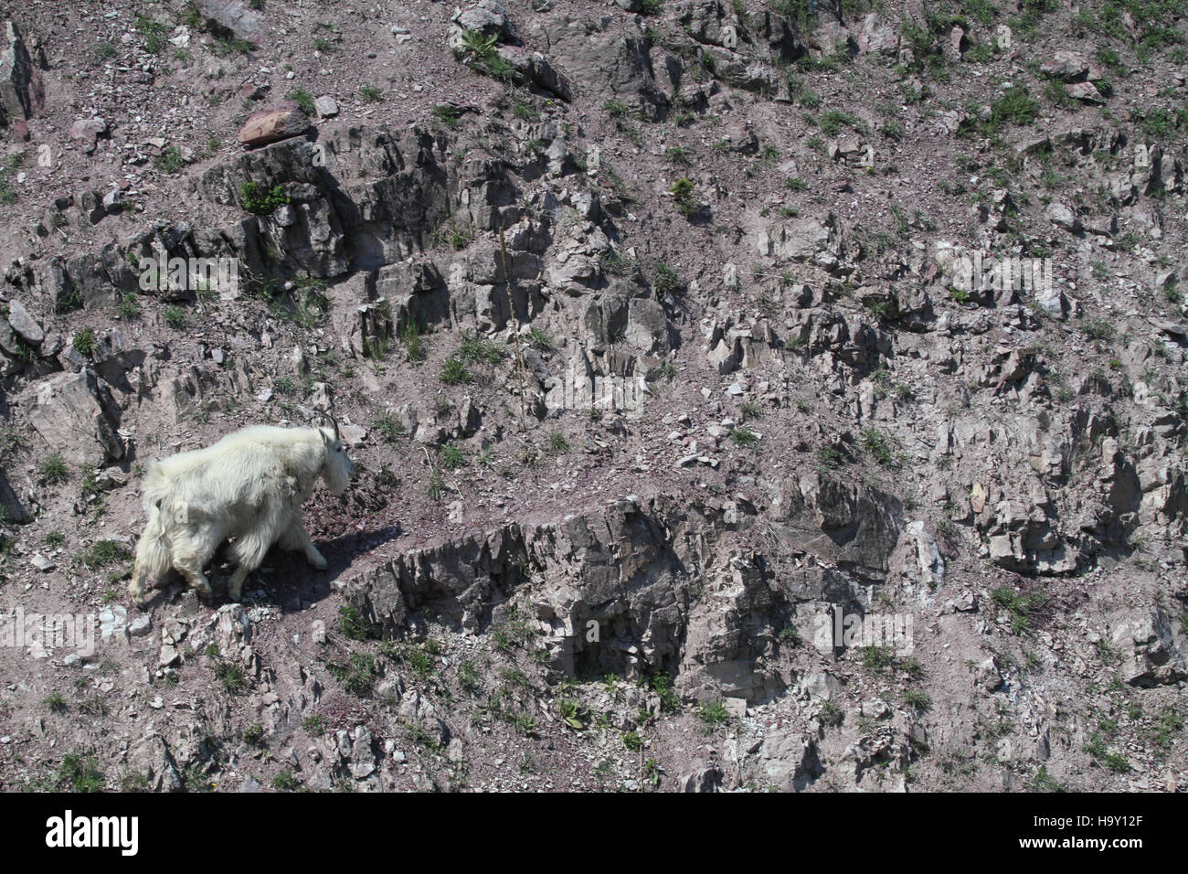 Una capra di montagna è osservata vicino all'area di Goat Lick del Glacier National Park, dimostrando la variegata fauna selvatica e il paesaggio aspro per cui il parco è noto. Foto Stock