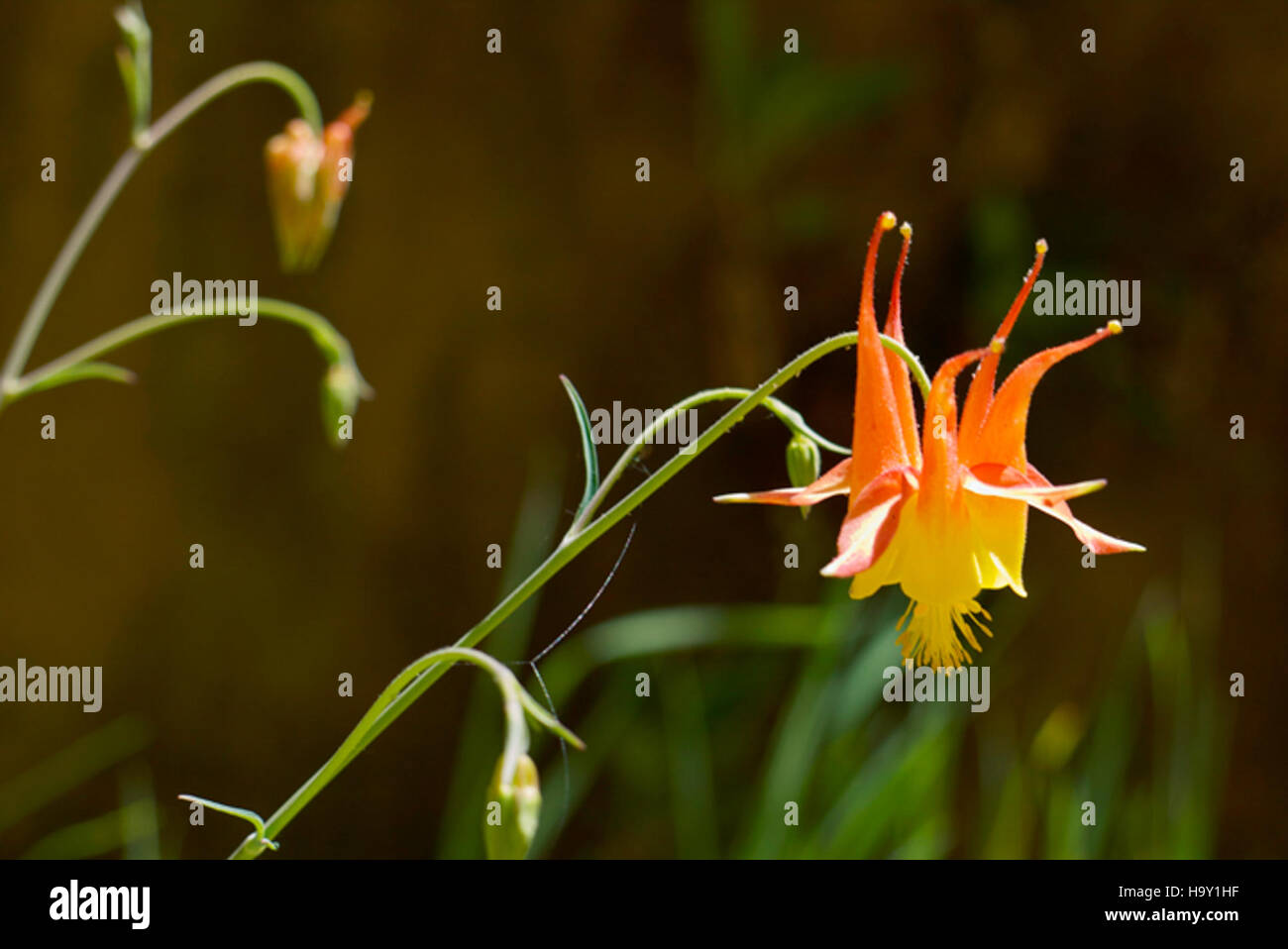 9034516486 zionnps Western aquilegia alpina Foto Stock