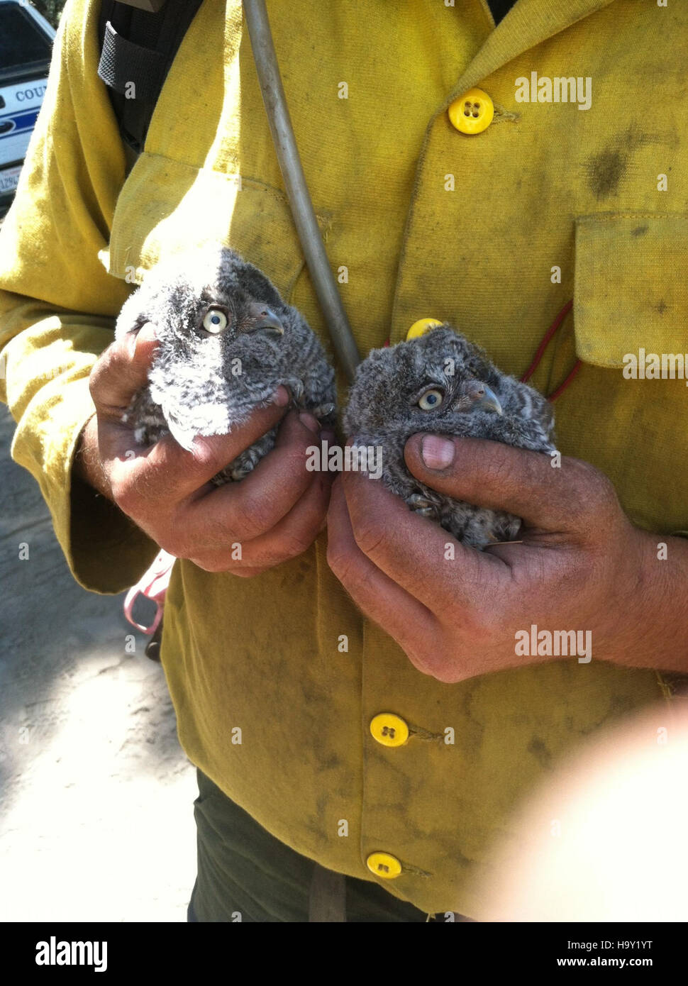 Un paio di gufi, parte di una famiglia di gufi nel loro habitat naturale, dimostrano le prime fasi della crescita e dell'apprendimento in natura. Questa immagine cattura l'importanza della conservazione della fauna selvatica e le sfide che i giovani uccelli si adattano al loro ambiente. Foto Stock