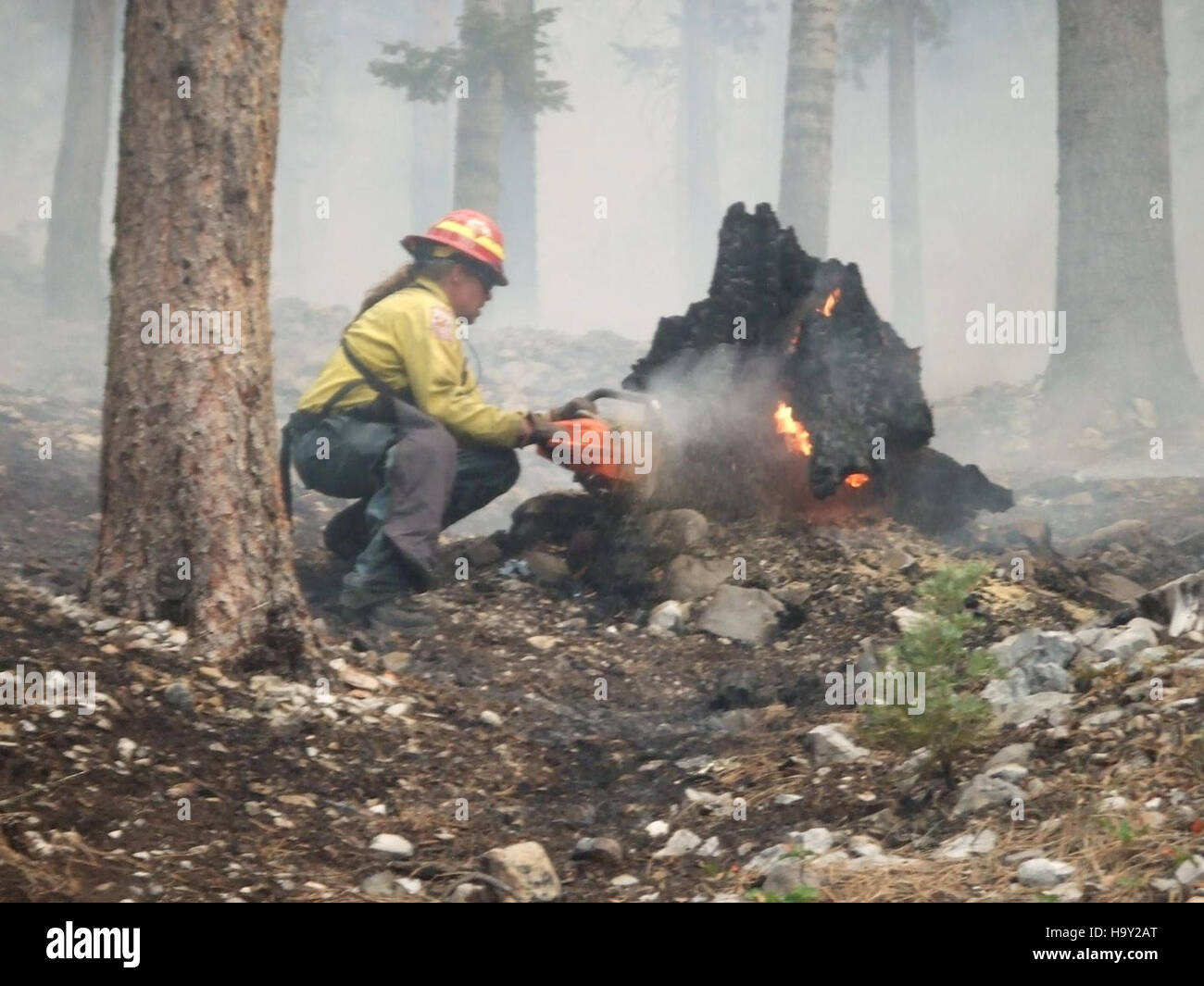 Carpenter Fies Forest Fires, un evento naturale significativo, ricorda il ruolo degli incendi negli ecosistemi forestali. Gli incendi contribuiscono a rinnovare gli ecosistemi, a ripulire la vegetazione morta e a fornire sostanze nutritive per la nuova crescita, anche se rappresentano anche rischi per la fauna selvatica. Foto Stock