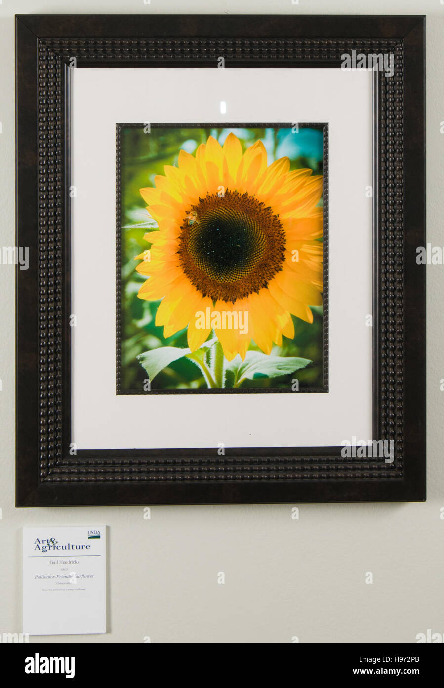 L'USDA Agriculture Department ha ospitato una mostra d'arte a Washington, DC, che espone opere legate all'agricoltura e ai temi ambientali. L'evento ha avuto lo scopo di evidenziare l'intersezione tra agricoltura e arte, promuovendo l'impegno dell'USDA a favore della sostenibilità ambientale. Foto Stock