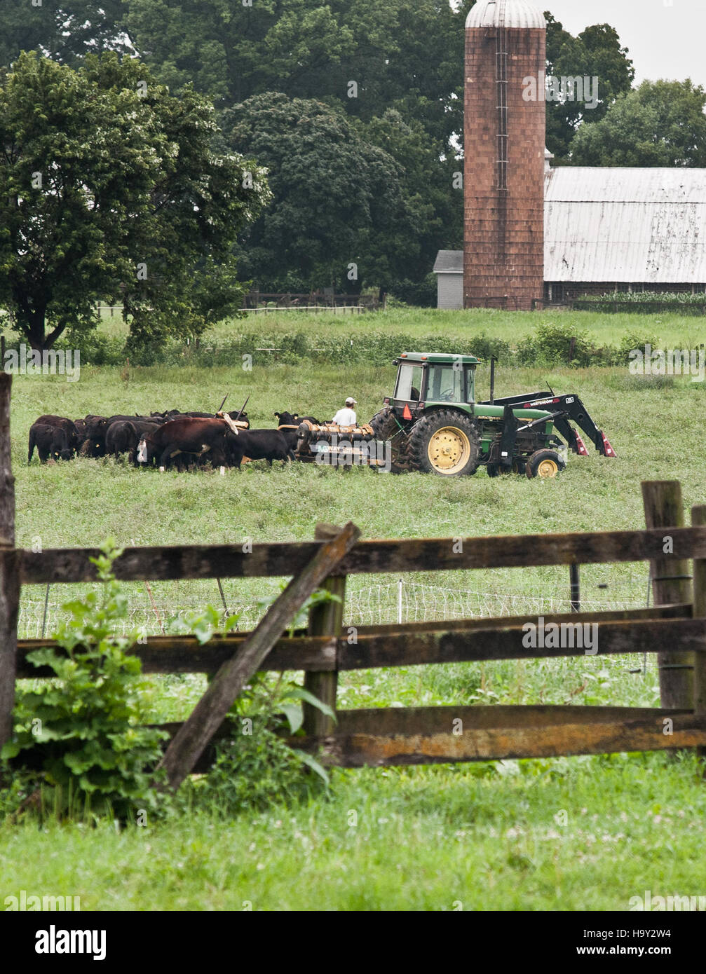 Nick's Organic Farm nel Maryland produce una varietà di colture e bestiame biologici, concentrandosi sulle pratiche agricole sostenibili e sulla certificazione biologica per fieno, soia, mais e bestiame. Foto Stock