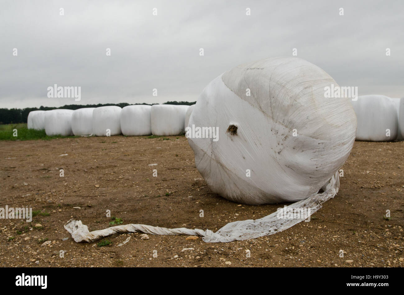 Nick's Organic Farm, situata a Buckeystown, Maryland, produce fieno biologico, soia, mais e erba medica. La fattoria raccoglie anche bestiame come il bestiame Black Angus, le mucche Guernsey e il pollame, compresi polli e tacchini. Funziona secondo le linee guida USDA, concentrandosi sulle pratiche agricole sostenibili e sull'agricoltura biologica. L'azienda sottolinea l'importanza di mantenere il suolo sano, il benessere del bestiame e la diversità delle colture. Le sue pratiche sono in linea con le norme di certificazione biologica dell’USDA. Foto Stock