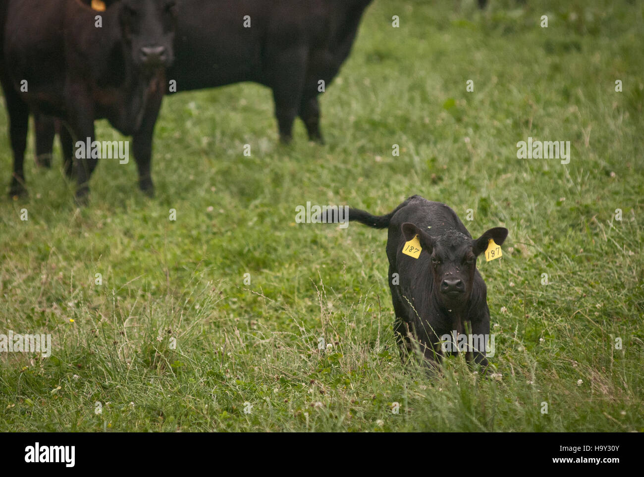 MD Farm produce fieno, soia, mais, erba medica, frutteto biologico, segale, bovini di Black Angus, vacche di Guernsey e pollame, compresi polli a strati, polli da caldaia e tacchini. Situata a Buckeystown, Maryland, la fattoria segue gli standard dell'agricoltura biologica USDA, supportati dai programmi AMS e ARS nell'ambito dell'USDA. Foto Stock