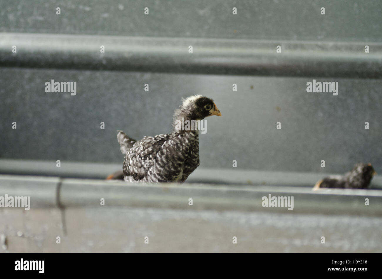 Nick's Organic Farm a Buckeystown, Maryland, produce una varietà di colture e bestiame biologici, tra cui fieno, soia, mais, erba medica, e bestiame come il bestiame Black Angus e tacchini, con certificazione USDA. Foto Stock