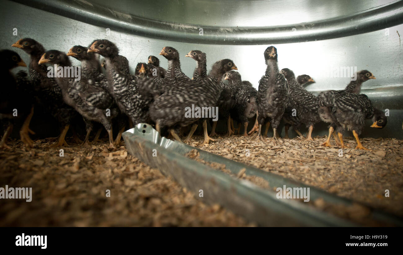 Nick's Organic Farm a Buckeystown, Maryland, produce una varietà di colture e bestiame biologici, tra cui fieno, soia, mais, erba medica, il bestiame di Black Angus e le mucche di Guernsey, accanto al pollame come polli e tacchini. Foto Stock