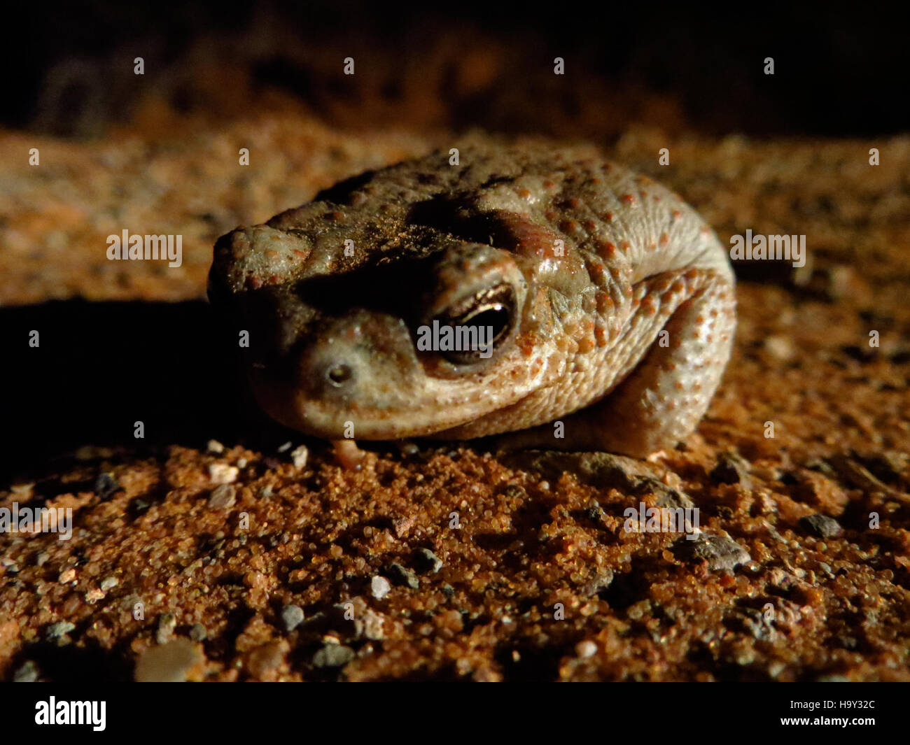 Il rospo maculato rosso, una specie trovata nel Parco nazionale di Arches, è noto per il suo aspetto distintivo e il suo comportamento nel suo habitat desertico. Foto Stock