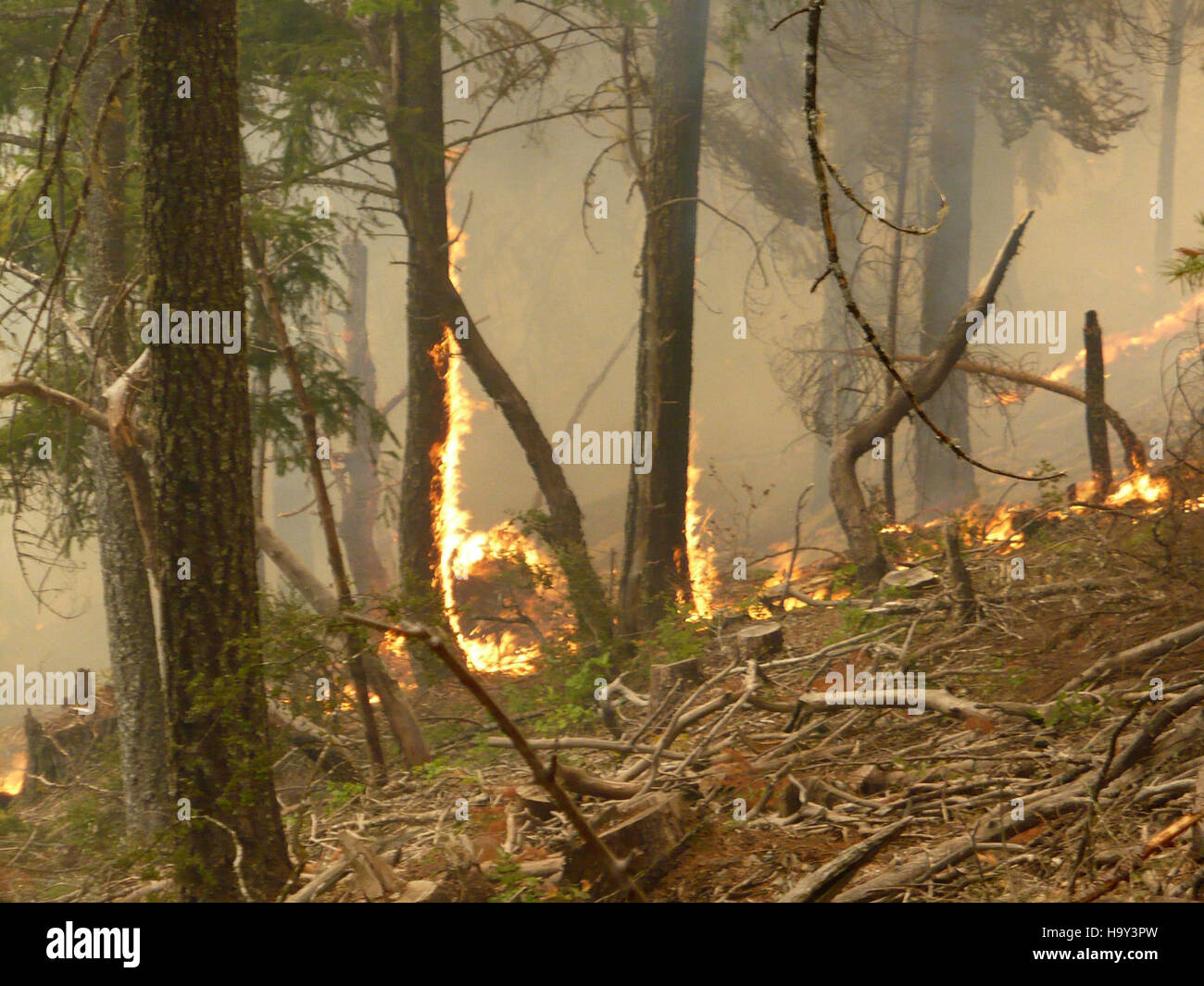 Il Brimstone Fire, un evento importante di incendi boschivi, sottolinea l'impatto degli incendi sugli ecosistemi e sugli ambienti locali. Incendi come questo sono studiati per capire il loro ruolo nella rigenerazione delle foreste, nella distruzione degli habitat e nell'adattamento ai cambiamenti climatici. Foto Stock