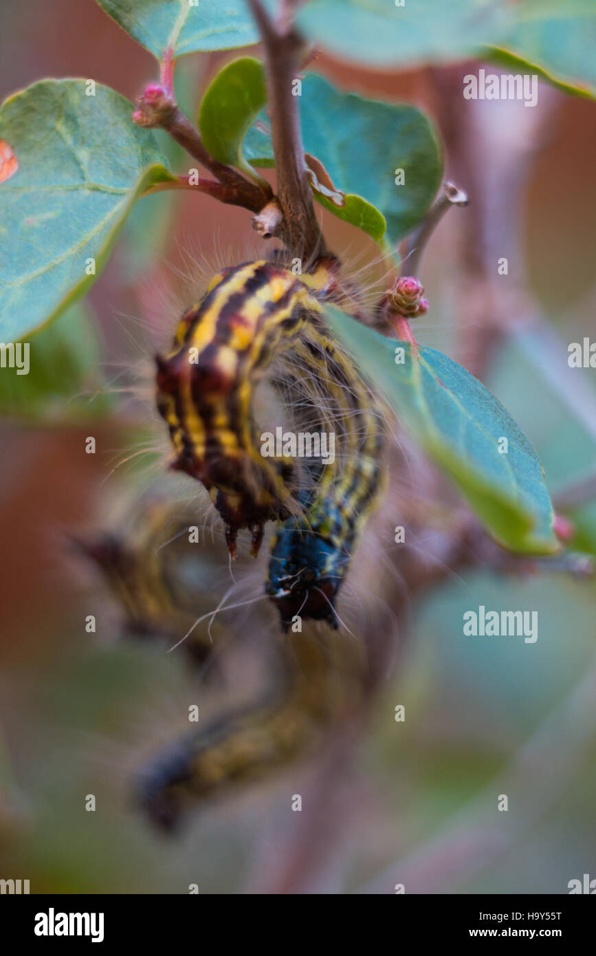 I caterpillari, una parte importante dell'ecosistema del Parco nazionale di Arches, svolgono un ruolo vitale nella catena alimentare, contribuendo al processo di impollinazione e sostenendo la fauna selvatica. Foto Stock