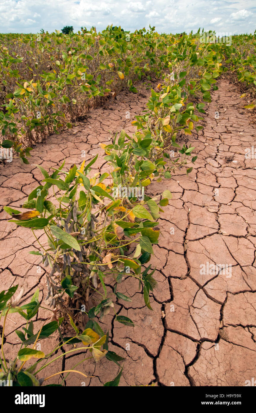 Questa immagine raffigura una siccità a Navasota, Texas, che colpisce le colture di soia. Le condizioni di siccità sono una preoccupazione ambientale significativa, che influisce sulla produzione agricola, sulla disponibilità di acqua e sulla salute del suolo. Il Dipartimento dell'Agricoltura degli Stati Uniti monitora le condizioni di siccità per sostenere gli agricoltori e fornire soluzioni per la gestione e la ripresa della siccità. Foto Stock