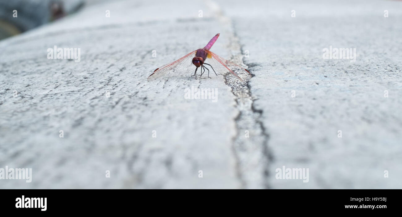 Dragonfly si stabilì su pietra bianca. Campania, Italia Foto Stock