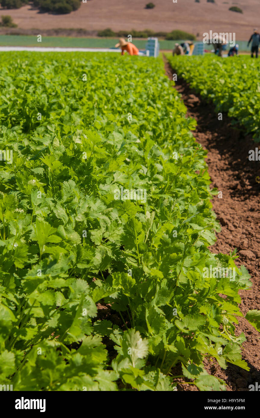 I Lakeside Organic Gardens di Watsonville, California, evidenziano le pratiche agricole sostenibili e il ruolo dei lavoratori migranti nell'agricoltura statunitense. Foto Stock