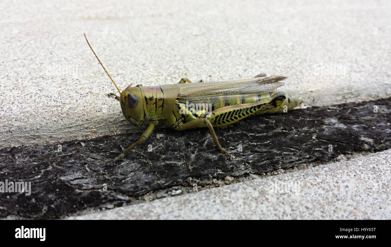 Il Differential Grasshopper, un insetto comune nel Parco Nazionale di Assateague, svolge un ruolo essenziale nell'ecosistema del parco, contribuendo all'impollinazione delle piante e servendo come cibo per vari predatori. Foto Stock