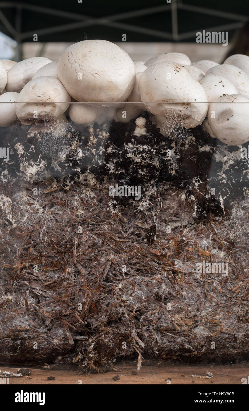 Un’iniziativa dell’USDA incentrata sull’educazione del pubblico attraverso i mercati degli agricoltori, sulla promozione della produzione alimentare locale e sulla promozione di pratiche agricole sostenibili. Questo sforzo mira a migliorare la consapevolezza alimentare, la nutrizione e il coinvolgimento della comunità. Foto Stock