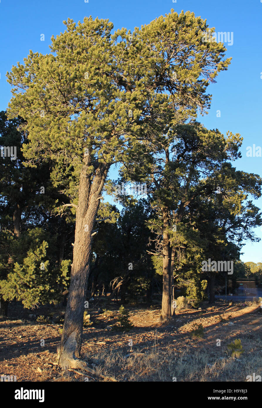 Grand Canyon nps Pinyon 12199099755 pini (Pinus edulis) Il Parco Nazionale del Grand Canyon South Rim 7984 Foto Stock