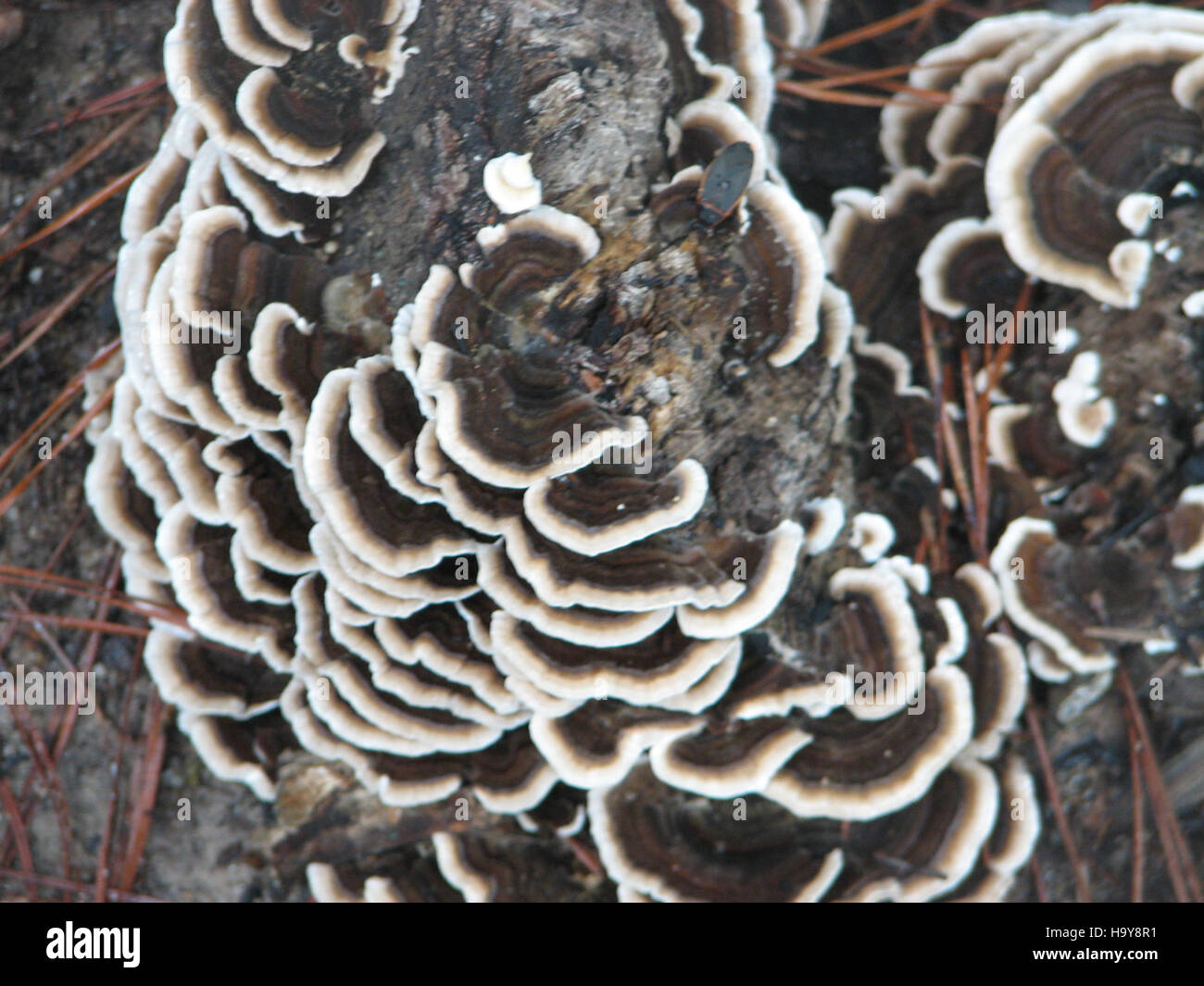 Il Parco Nazionale di Congaree conserva il paesaggio naturale della pianura alluvionale del fiume Congaree, sede di una variegata fauna selvatica ed ecosistemi vitali. Sottolinea l'impegno del parco per la conservazione ecologica e l'educazione ambientale. Foto Stock