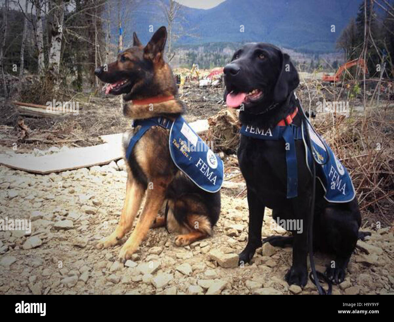 I cani da disastri sono impiegati per le operazioni di ricerca e salvataggio di vittime di massa e fango, aiutando a localizzare i sopravvissuti in situazioni di emergenza critiche. Foto Stock