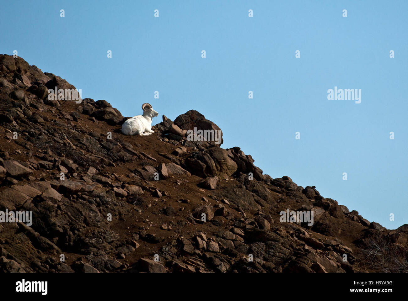 *Dall Sheep* fotografata nel Denali National Park, Alaska, questa immagine cattura la maestosa fauna selvatica nativa della zona. Conosciuta per i loro cappotti bianchi e le corna curve, la pecora dall è una parte significativa dell'ecosistema del parco e della più ampia popolazione di fauna selvatica dell'Alaska. Foto Stock