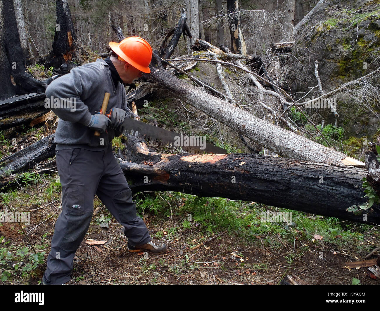 Un volontario della Washington Trails Association viene mostrato utilizzando una sega trasversale per aiutare a mantenere i sentieri. Questa scena cattura il lavoro volontario che sostiene la conservazione degli spazi all'aperto nello stato di Washington. Foto Stock