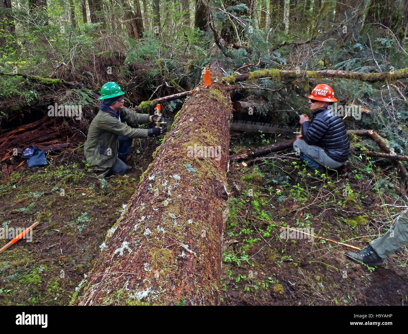 Questa fotografia mostra due membri della Washington Trails Association che utilizzano una sega trasversale, probabilmente impegnata nella manutenzione o nella costruzione di sentieri. L'immagine mette in evidenza il lavoro fisico coinvolto nella manutenzione dei sentieri all'aperto, una parte fondamentale degli sforzi di conservazione. Foto Stock