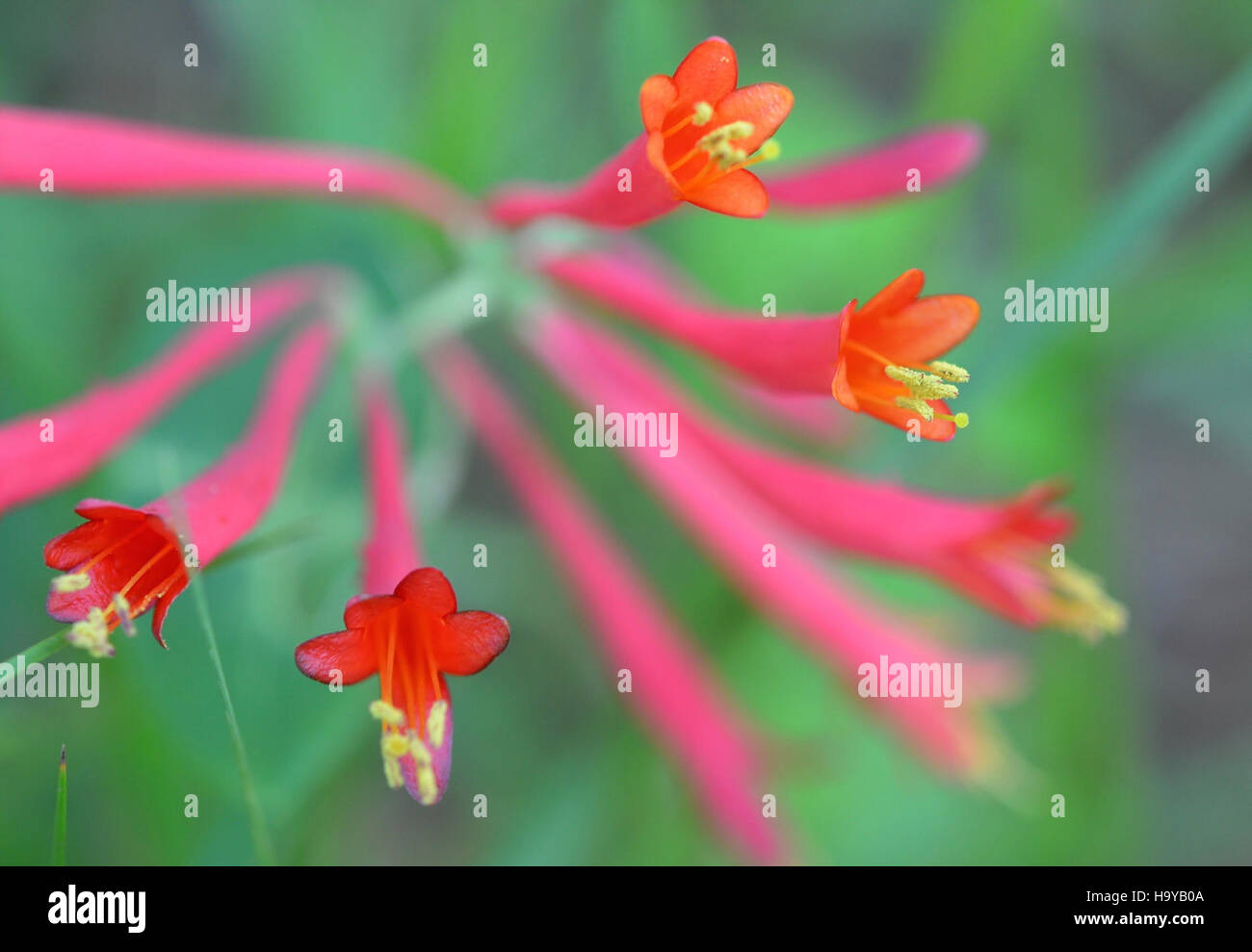 Questa immagine cattura il vivace Coral Honeysuckle (Lonicera sempervirens) al Cape Hatteras National Seashore nel 2014. La pianta, conosciuta per i suoi fiori d'arancio, prospera lungo i paesaggi naturali della regione, contribuendo alla flora della zona. Si trova vicino al Fort Raleigh National Historic Site, evidenziando l'incrocio tra natura e storia della zona. Foto Stock