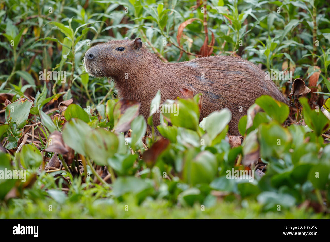 Capibara nella natura habitat del nord del Pantanal, la piu grande rondent,  selvaggia America, Sud americano Wildlife, la bellezza della natura,  giganti Foto stock - Alamy