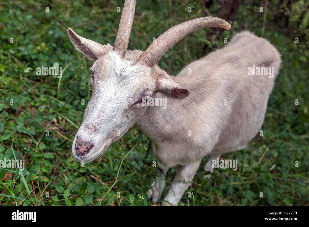 White corna di capra, Repubblica Ceca Foto Stock