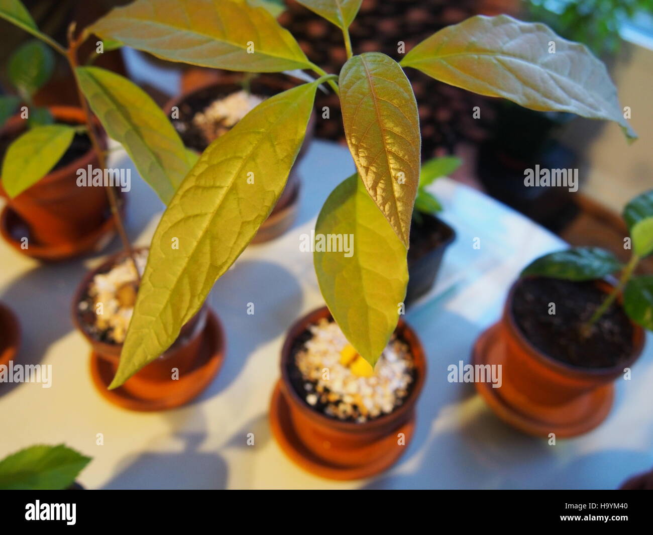 Giovani Avocado albero che cresce dal seme Foto Stock